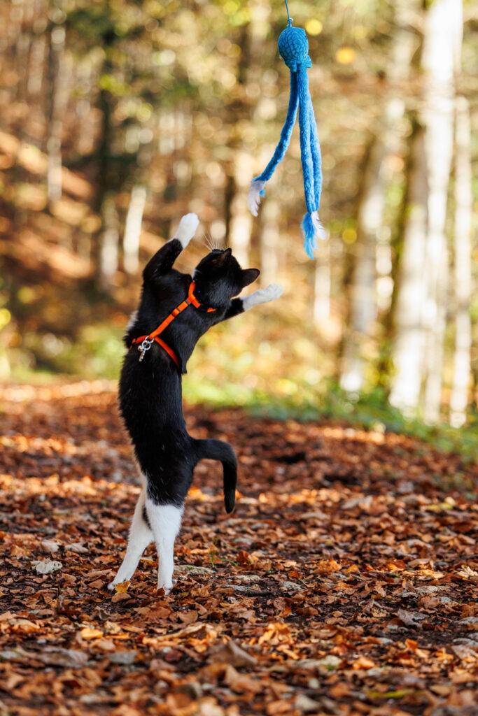 Un chat jouant à la balle dans la forêt d'automne