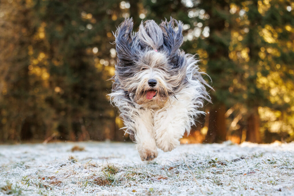 Un chien qui court vers sa propriétaire, complice depuis la communication animale de Lakshmi Vibrations