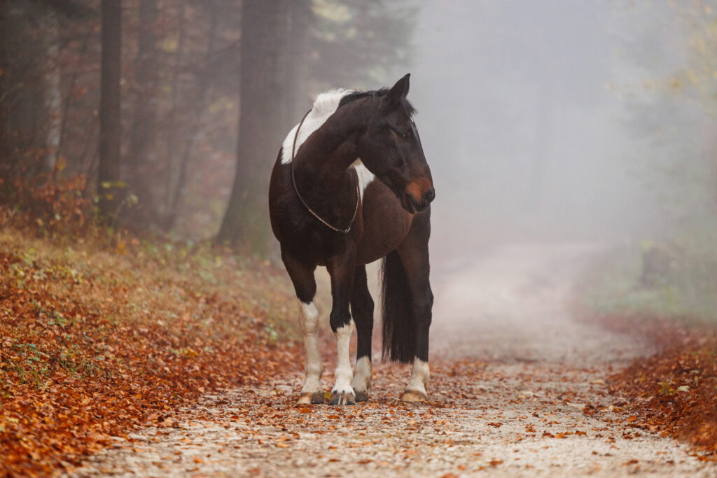 Un cheval dans la forêt d'automne lors de la séance photo de Sofia Rothen